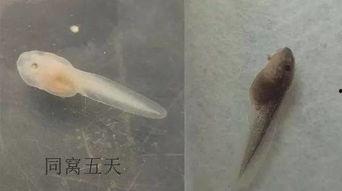 蝌蚪网国产